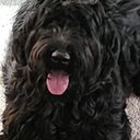 Beco | The Giant Schnauzer GPT 